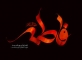 اشعار شهادت حضرت زهرا ( س) فاطمیه دوم