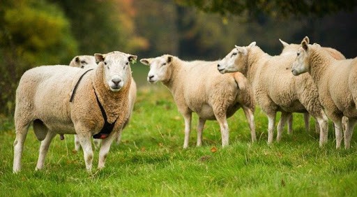 چگونگی خرید گوسفند از سایت دامکالا با مجوز رسمی دامداری از جهاد کشاورزی