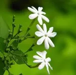 نوزدهم جمادی‌الثانی/سالروز ازدواج حضرت عبدالله و حضرت آمنه